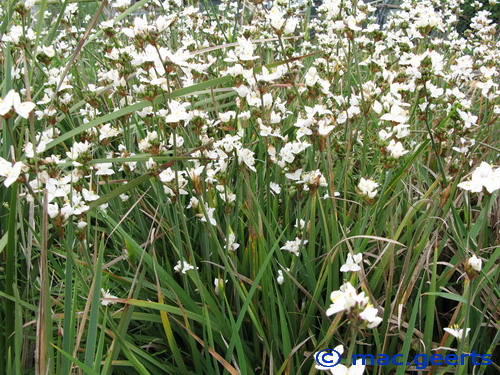 Libertia grandiflora